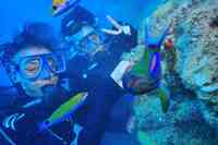 ベラやブダイとダイビング